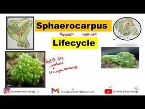 Sphaerocarpos Lifecycle || Bryophytes || B.Sc M.Sc Botany || #bryophytes #botany #bsc #msc