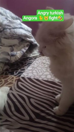 Angry 🐈 turkish🙀 Angora cat fight sound😆#funny#cats#pet#viral