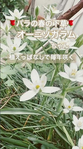 🌹バラの春の下草🌹 オーニソガラム 植えぱなしで毎年咲く #エンジョイローズガーデンちっちゃい #ガーデニング #rose