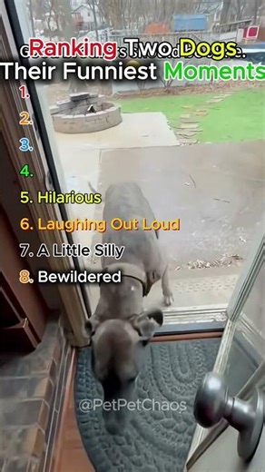 Ranking Two Dogs in Their Funniest Moments 🐶💥