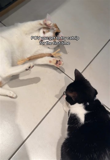 Catnip Crunchies: The Perfect Treat for Kittens