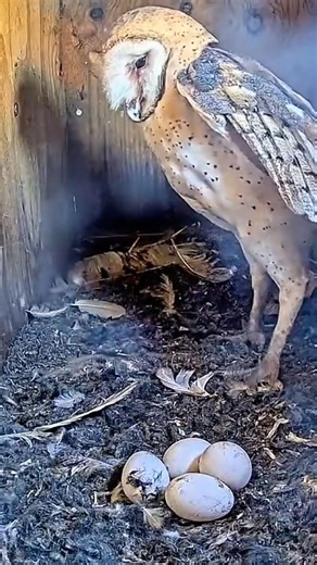 Congrats! 😱🥚 Egg-Laying Captured Live | Big Moment on Florida Cam 1