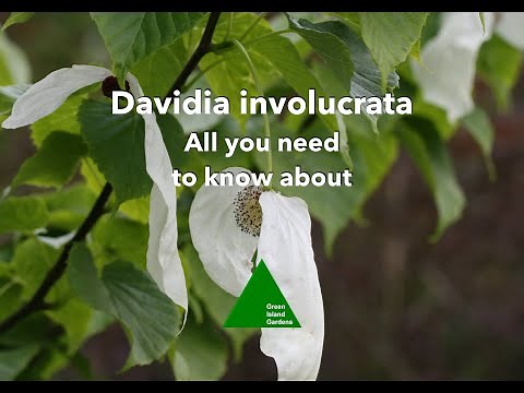 Davidia involucrata - All you need to know about