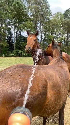 Teddy didn't have an easy time moving paddocks and having a hose down the other day really helped him bond with his new paddock mate Aragorn. A wonderful Volunteer sky captured some beautiful footage of them playing after I wash which I'll share with you soon. These two handsome boys were saved from euthanasia resulting from racing and sporting injury. It's wonderful to see them so happy and moving freely. Thanks to everybody who's helped these horses and especially Jason Proctor for showing up 