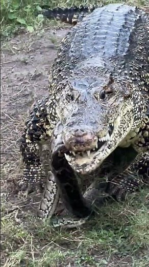 Crocodiles Fight for Giant Python *INSANE*