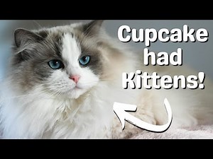 Ragdoll Cat Gives Birth to Ragdoll Kittens 🐱 So Cute