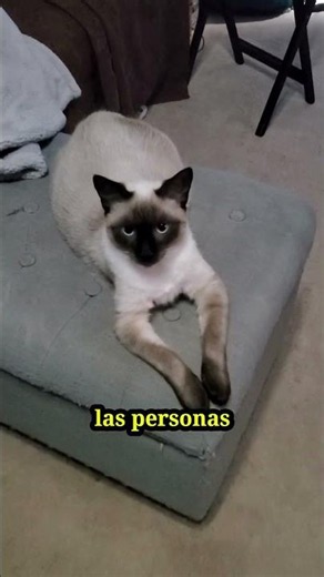What makes SIAMESE CATS so SPECIAL? 🐱 #cats #catmania #shorts
