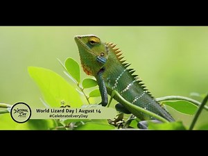 World Lizard Day | August 14