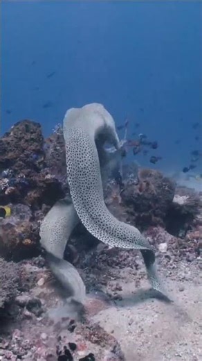 Electric Eel: The Fish That Shocked The World