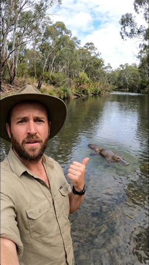 L'Ornithorynque : L'animal le plus bizarre du monde