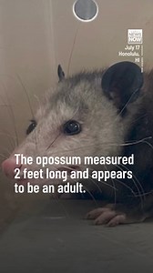 236K views · 2K reactions | WATCH: Check out what HPD officers spotted at a Honolulu office building today! Read more: https://buff.ly/4cJX1oF #HINews #HNN | Hawaii News Now | Facebook