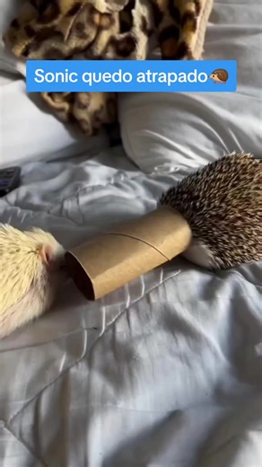 Sonic atrapado en el túnel por Silver