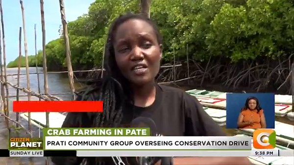 Crab farming in Pate: Communities embrace crab farming on Pate Island. Prati Community Group overseeing conservation drive. Mud-crab fattening farming done near the mangrove forest. Crabs sold to hotels to earn farmers income. Communities encouraged not to destroy mangrove forests. Wetlands International helping with alternative cooking stoves #SundayLive Jeff Koinange Victoria Rubadiri | Citizen TV Kenya