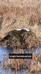 14K views · 243 reactions | It's International Beaver Day, so let's learn the difference between the homes of beavers and muskrats. #beaver #muskrat #willcounty | Forest Preserve District of Will County | Facebook