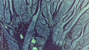 Taste buds under the microscope. 400 times magnification. Cellular structures of taste perception. Determination of food flavor. Bitter, salty, sour, sweet