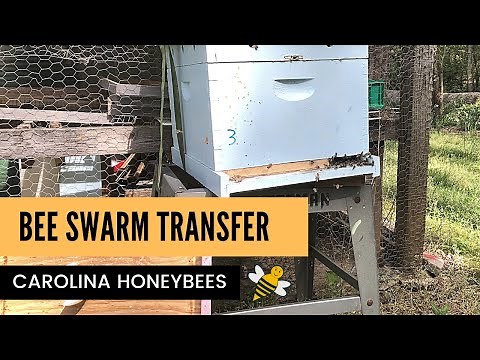 Honey Bee Swarm Transfer from Trap to Hive