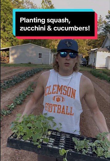 Planting Squash, Zucchini & Cucumbers Easily | Garden Tips