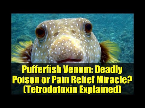 Pufferfish Venom: Deadly Poison or Pain Relief Miracle? (Tetrodotoxin Explained)