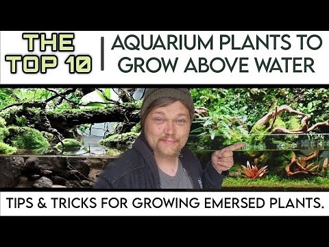 TOP 10 EASY Aquarium Plants to Grow Above Water in Your Fish Tank! Growing Emersed Aquatic Plants.