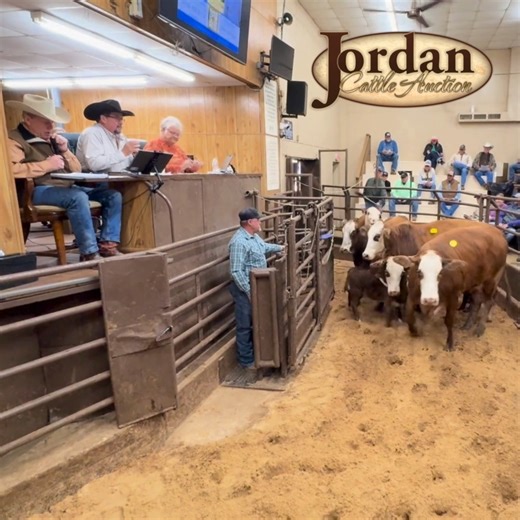 83K views · 994 reactions | The December Replacement Female Sale is off to a great start in San Saba! Tigerstripe Pairs led off, selling for $6,500! Join us in-person or online at cattleusa.com! Details: https://jordancattle.com/current-replacement-female-sale/ | Jordan Cattle Auction | Facebook