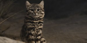 Black Footed Cat: Guide To The African Black Footed Cat✔️