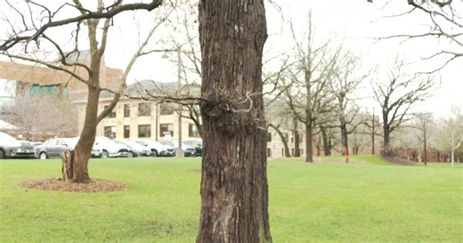 Oak trees are facing risk after warm winter