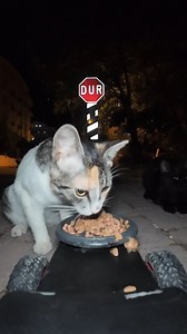 Cats eating delicious food video | Talking Catty