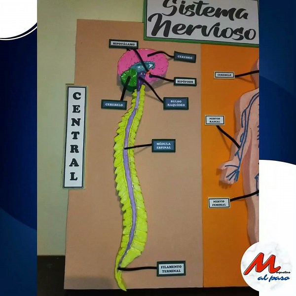 Sistema Nervioso #maqueta #anatomiafacil