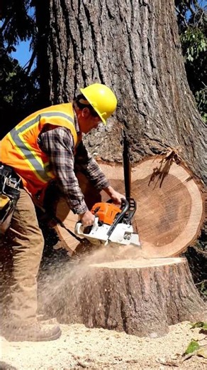 Chainsaw Bites Slowly Into an Old-Growth Giant Before It Falls Hard!