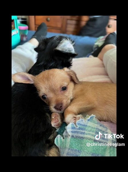 Cocker spaniel terrier mix puppies 9 weeks old both girls born april 11 need to find good home asap