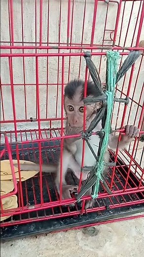 baby monkey sucking his finger