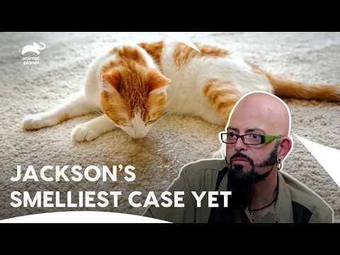 Jackson Galaxy Solves The Stinky Mystery | My Cat From Hell S5 E11 | Animal Planet India