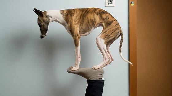 Dog balancing like a yoga master