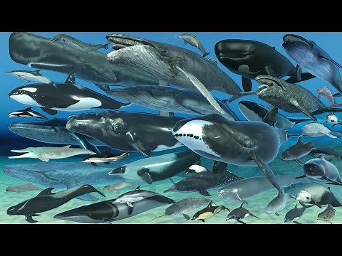 Whale Life-span Comparison | 3D Animation | Realistic World Data