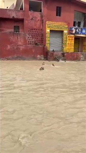 Monkey swept away in floods in Saharanpur, India