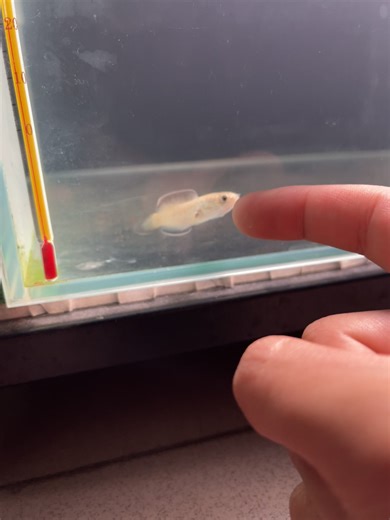 Understanding Blue Bengal Cats: Care and Features