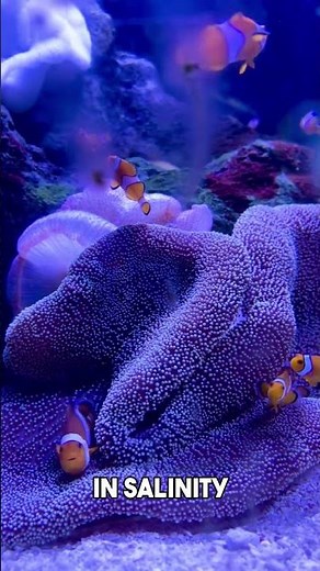 How to care for your anemone