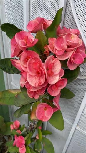 Dulce’s Collection (@dulcescollection)’s videos with The Climb - Miley Cyrus