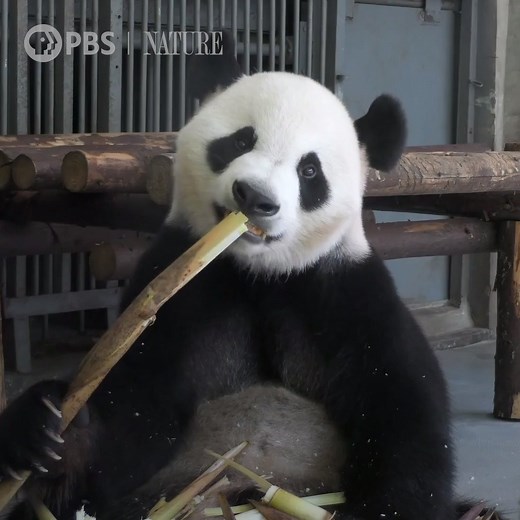 435K views · 1.2K reactions | Because bamboo contains very little nutritional value, pandas must eat a lot of it every day. | Nature | PBS | Facebook