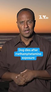 591K views · 12K reactions | An Ocean Beach woman is warning other dog owners about the potential dangers at Dog Beach in hopes of helping to save their four-legged friends. | NBC 7 San Diego | Facebook