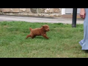 Toy Poodle Puppy For Sale