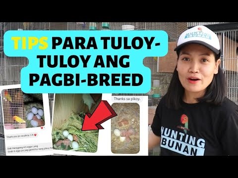 TEKNIK para DERETSO ang PANGINGITLOG ng AFRICAN LOVEBIRDS | TIPS para TULOY ang PAGBREED ng ibon