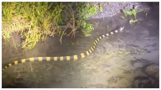 हा आहे भारतातील सर्वात विषारी साप, याचा दंश म्हणजे मृत्यूची मिठी, IFS अधिकाऱ्याने शेअर केला व्हिडिओ!