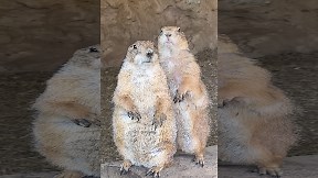 Prairie Dog Jailbreak