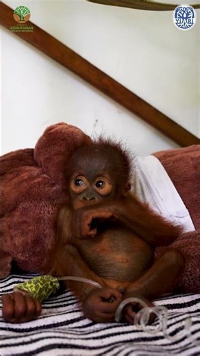 Orphaned Baby Orangutan Rescued from Chicken Cage #orangutans #babyanimals