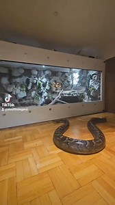 #enclosure #terraristik #tigerpython #burmesepython #reptilekeeper #amazing #terrariumbau #reptilesoftiktok #tiktok #tiktokgermany #python #snake #tooltime #work #exoticpets #wow #terrarium #viral #viraltiktok #foryou #4u #schlange #kiss #love #foryoupage #passion #exotic #fy #fypシ #fypage | Fabians Reptilienraum