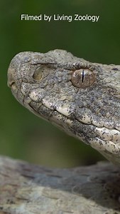 We found a beautiful Blunt-nosed viper, also called Levantine viper (Macrovipera lebetinus). This is the largest venomous snake of Europe. #livingzoology #venomoussnakes #snakes #snakevideo #viper | Living Zoology