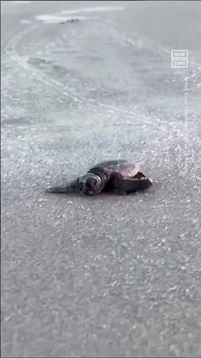 Sea Turtle Hatchlings Make Mad Dash for Ocean in South Carolina