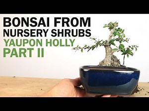 Creating a Bonsai from Nursery Shrubs Part II - Yaupon Holly