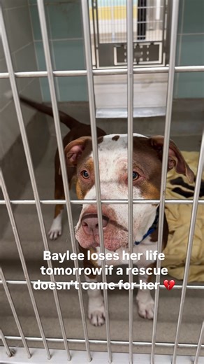 ❤️‍🩹BAYLEE WILL LOSE HER LIFE TOMORROW WITHOUT A MEDICAL FOSTER ❤️‍🩹 📍SOUTH FLORIDA Baylee has been failed over and over again. She has been sitting in the shelter since January, watching people pass her by while still remaining loving, playful, affectionate, and hopeful. Now she is critically declining and time has run out. She has lost 8 pounds in the shelter, is dehydrated, lethargic, running a persistent fever, and is suspected to have severe kennel cough with possible pneumonia. She is b